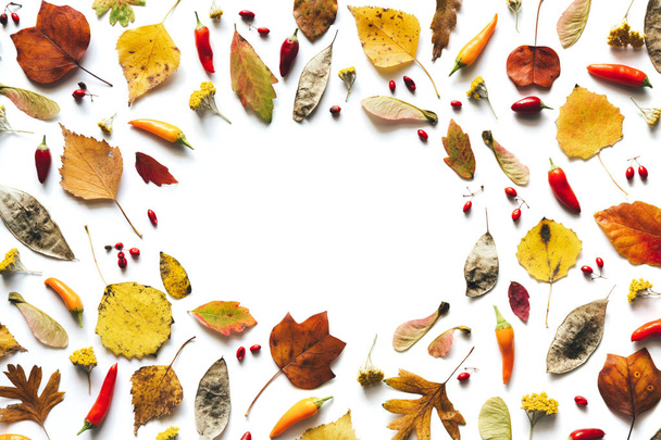 Φθινόπωρο μοτίβο με ξηρούς σπόρους, κόκκινα μούρα, πιπεριές τσίλι και πολύχρωμα φύλλα σε λευκό φόντο. - Φωτογραφία, εικόνα