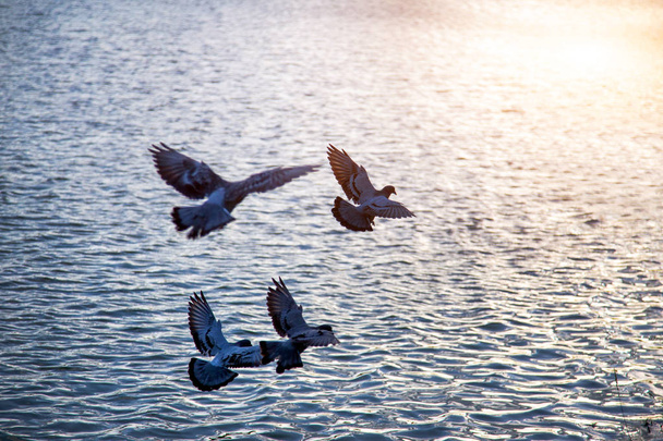 pássaro voando na água ao pôr do sol para o fundo. Beleza da natureza
 - Foto, Imagem