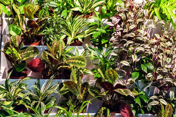 異なる装飾の鉢植えな植物の屋外 - 写真・画像