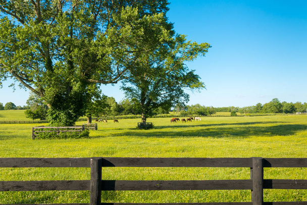 Pascoli verdi di allevamenti di cavalli. Paese paesaggio estivo. - Foto, immagini