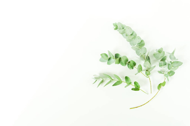 Eucalyptus branches on white background. Flat lay, top view. copy space - Φωτογραφία, εικόνα