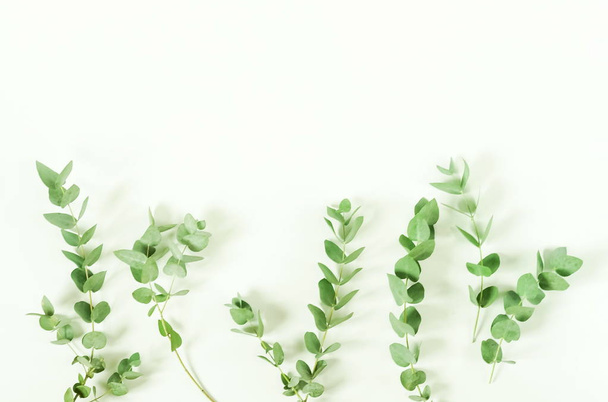 Eucalyptus branches on white background. Flat lay, top view. copy space - Foto, Imagem
