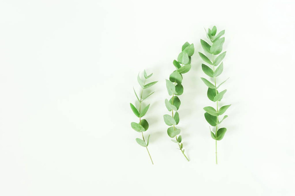 Eucalyptus branches on white background. Flat lay, top view. copy space - Foto, afbeelding