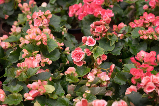 close up top view garden of vintage pink blooming Big Begonia flowers on green leafs background - Photo, Image