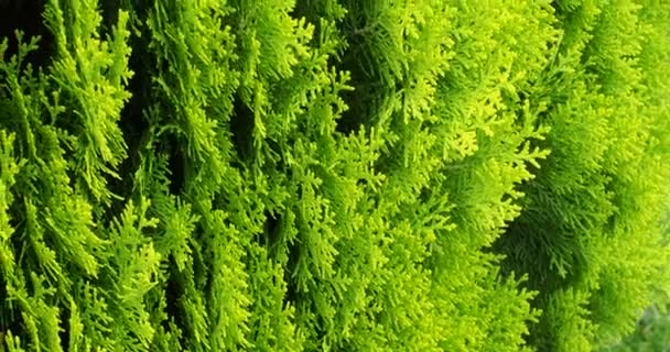 Πράσινα φύλλα από ένα φυτό κωνοφόρων, τούγιες, λικνίζονται στον άνεμο, μακροεντολή, καθαρό αέρα περιβάλλοντος προστασία του περιβάλλοντος - Πλάνα, βίντεο