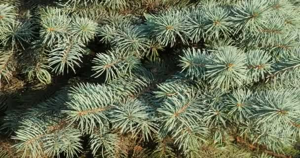 緑のモミの木、松の枝のクローズ アップは少し風にティンクル鋭い詳細、大きな長い、針マクロ. - 映像、動画