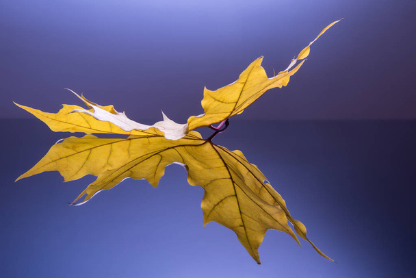 Studio shot of side view of golden yellow maple leaf and its reflection on blue background. Selective focus. Wallpaper with autumn theme. - Foto, Imagem