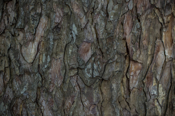 Old wet wood texture background. - Photo, Image