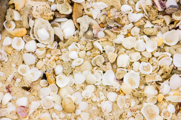 Sea shells on sandy beach, Koh Lanta, Krabi, Thailand - Foto, Imagen