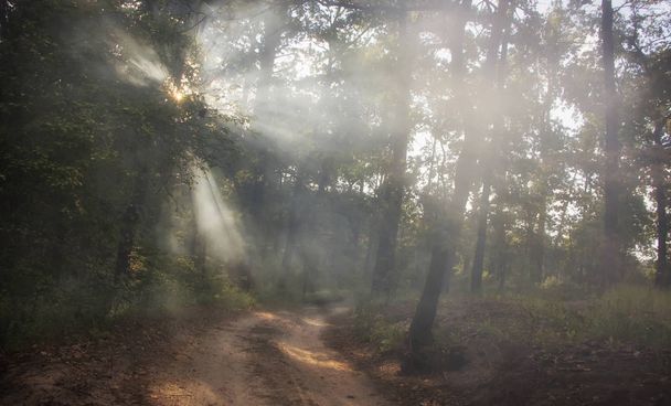 Fumaça na floresta, os raios do sol iluminam a fumaça
 - Foto, Imagem