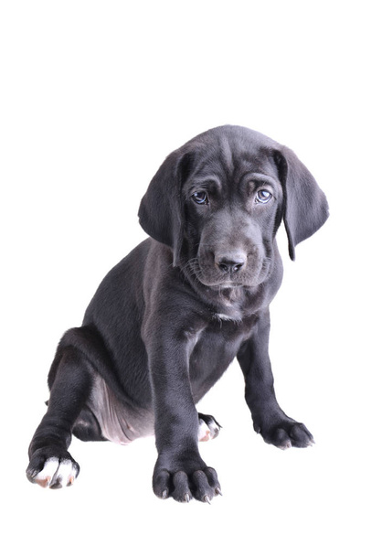 Close up of a black pup sitting down isolated on a white background - Fotó, kép