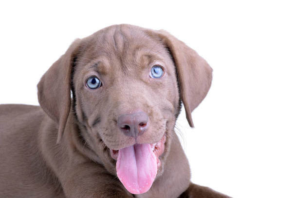 Close up of a brown pup with blue eyes and its tongue out isolated on a white background - Foto, Imagen