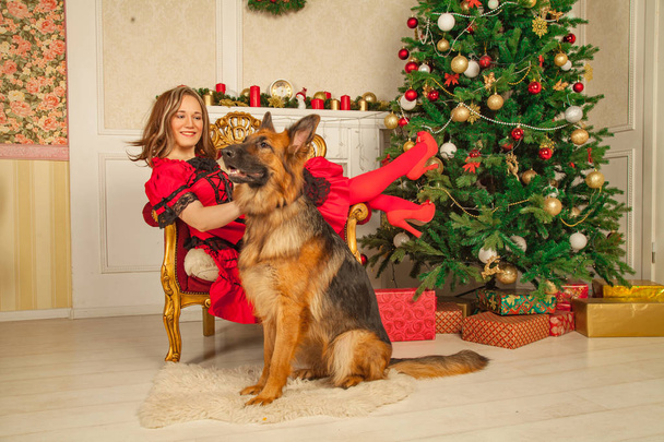  menina bonita em um vestido fabuloso vermelho posando com seu pastor cachorro grande e deliciosas tortas em seu quarto bege no fundo de uma árvore de Natal
 - Foto, Imagem