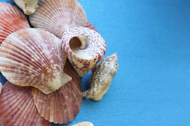 composition of exotic sea shells of different forms on a blue background. top view. - Photo, Image