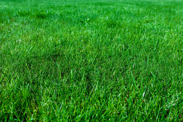 Green abstract background - natural grass lawn in close-up ( high details) - Photo, Image