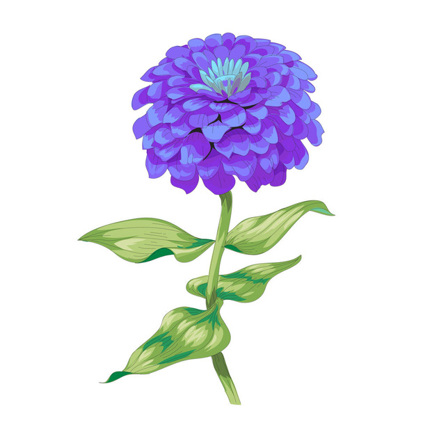 Beautiful purple flower zinnia isolated on white background. A large bud and inflorescence on a stem with green leaves. Botanical vector Illustration - Vetor, Imagem