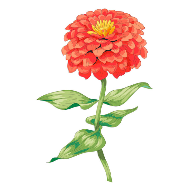 Beautiful red flower zinnia isolated on white background. A large bud and inflorescence on a stem with green leaves. Botanical vector Illustration - Vetor, Imagem