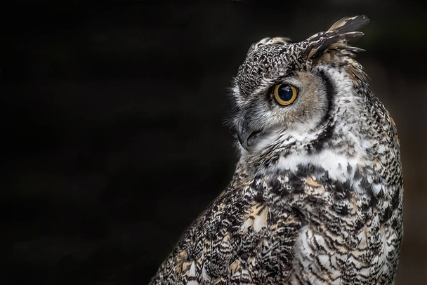 A close up profile portrait of a Canadian great horned owl looking over to a black background on the left - Photo, Image