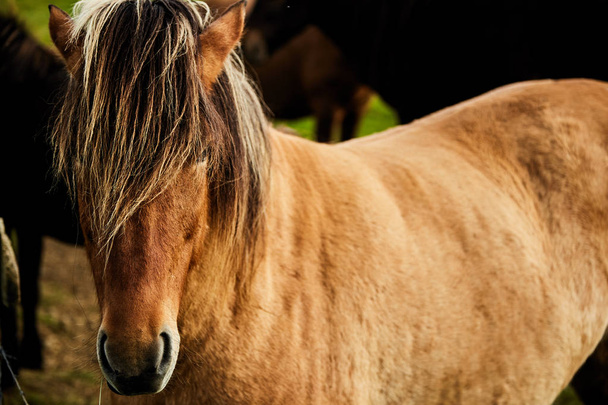 Super kaunis islantilainen hevonen
 - Valokuva, kuva