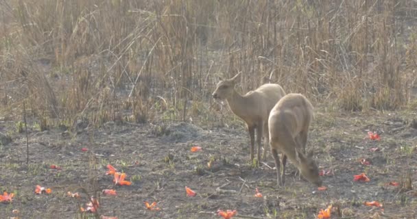 Hog herten voeden met katoen boom bloemen, ranthambore national park, India - Video