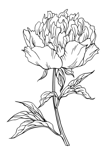 Peony flower, outline black and white vector illustration. - Вектор,изображение