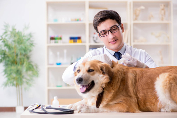 Médecin examinant golden retriever chien en clinique vétérinaire - Photo, image