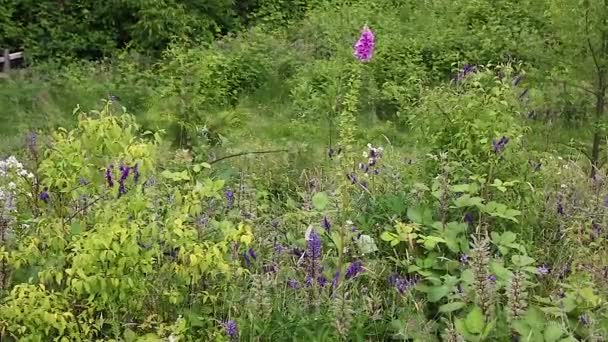 jardín de flores silvestres pan
 - Metraje, vídeo