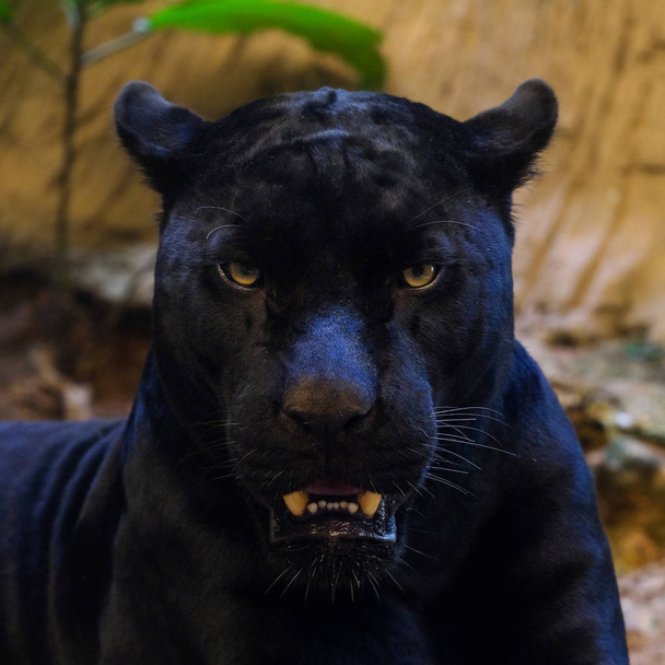 black panther shot close up - Photo, Image