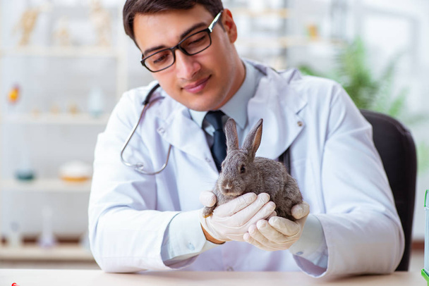 Tierarzt untersucht Kaninchen in seiner Klinik - Foto, Bild