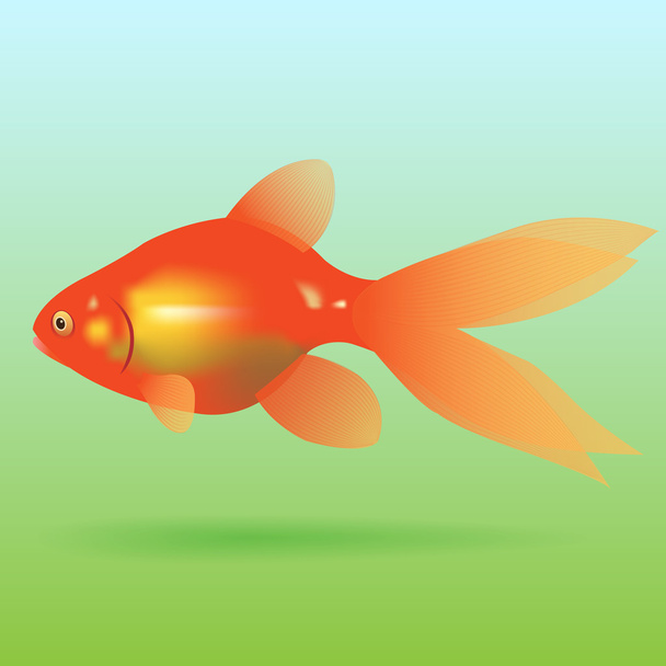 Goldfish is located on a green blue background. Vector illustration - Vector, Image