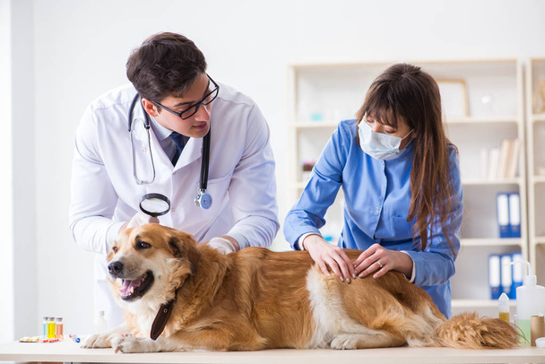 Врач и ассистент проверяют собаку-ретривера в ветеринарной клинике - Фото, изображение