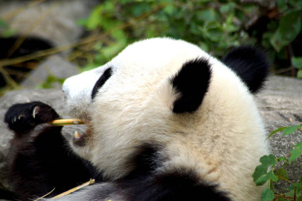 groer Pandabr beim Bambus essen - Φωτογραφία, εικόνα