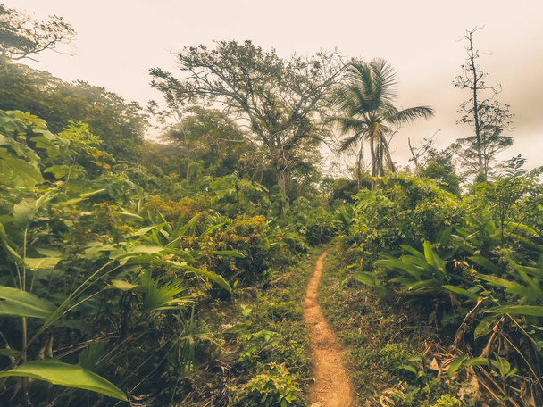 pěšina uvnitř džungle / dirt trail v lesní krajina - Fotografie, Obrázek
