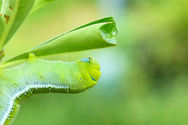 Lagarta borboleta comer folhas de adênio
. - Foto, Imagem