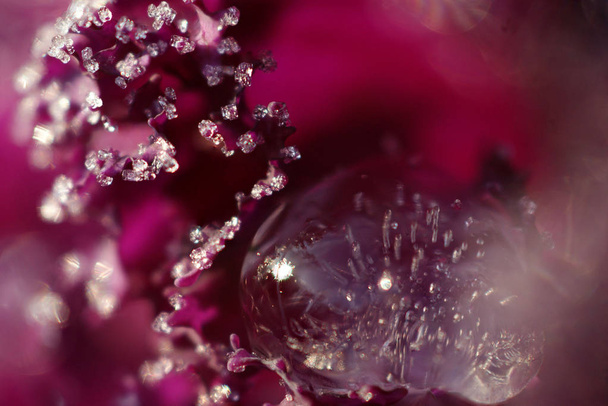 bright crystals og morning fog on purple leaves decorative cabbage, morning frost dew - Foto, afbeelding