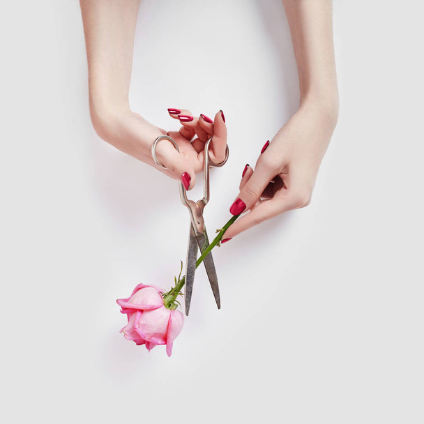 Natural beauty hand cosmetic with flower extract, product. Summer Fashion woman hand on table with scissors and rose flower, skin care. Creative makeup, girl's hands lying on table, white background - Foto, Bild