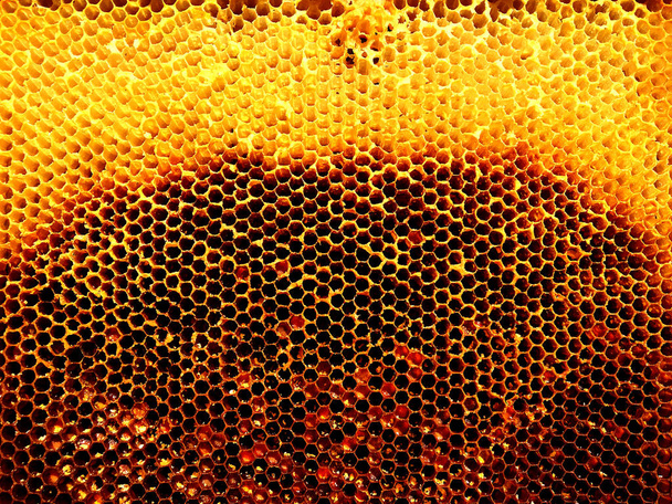 Struttura di esagono di sfondo, favo di cera da un alveare pieno di miele d'oro. Macro fotografia a nido d'ape costituito da cera d'api, mieli dolci gialli da alveare. Nettare di miele di api favi
 - Foto, immagini