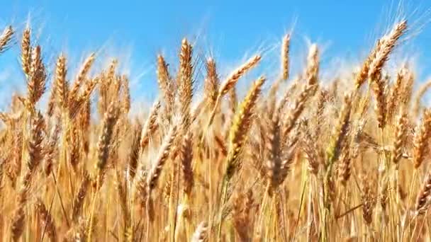 Concepto creativo abstracto de agricultura, agricultura y cosecha: visión macro de las plantas frescas de espiga de trigo maduro en el campo de trigo de verano y el cielo azul con efecto de enfoque selectivo
 - Imágenes, Vídeo