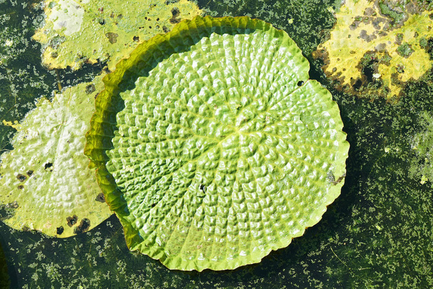 τεράστια πλωτή lotus, γιγαντιαίο Αμαζόνιο Νούφαρο, Βικτώρια Αμαζονία - Φωτογραφία, εικόνα