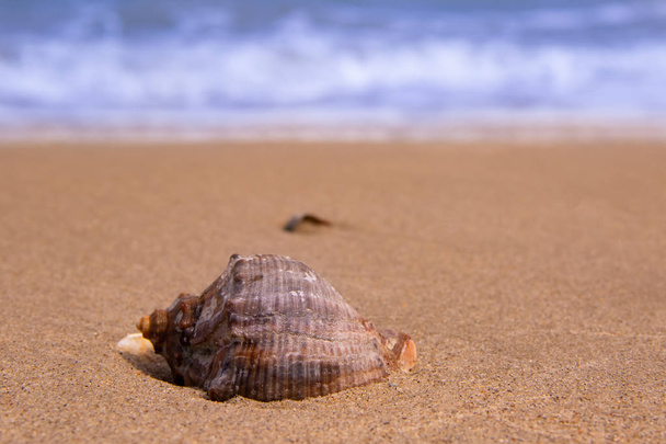 A gyönyörű shell mögött a tenger partján a hullámok - Fotó, kép