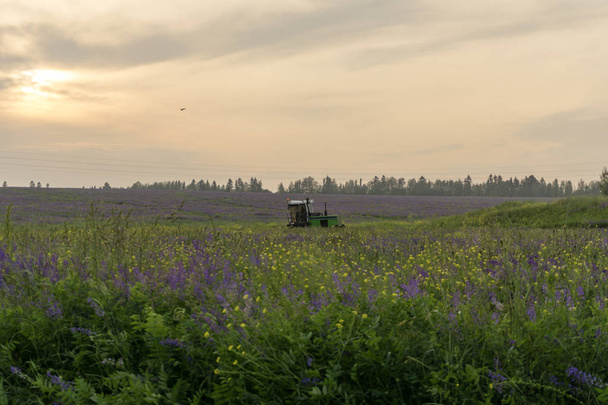 Вечірній пейзаж з полями цвітіння люцерни, бурхливого неба і робочого збору врожаю сільськогосподарського комбайна
 - Фото, зображення