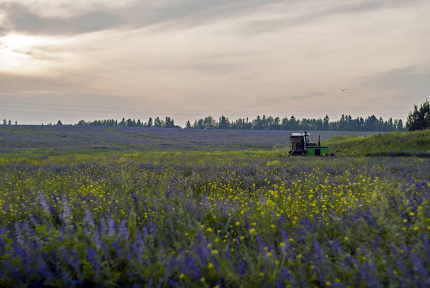 Večerní krajina s poli kvetoucí vojtěšky, zamračenou oblohou a pracovní sklizně zemědělských kombinovat - Fotografie, Obrázek