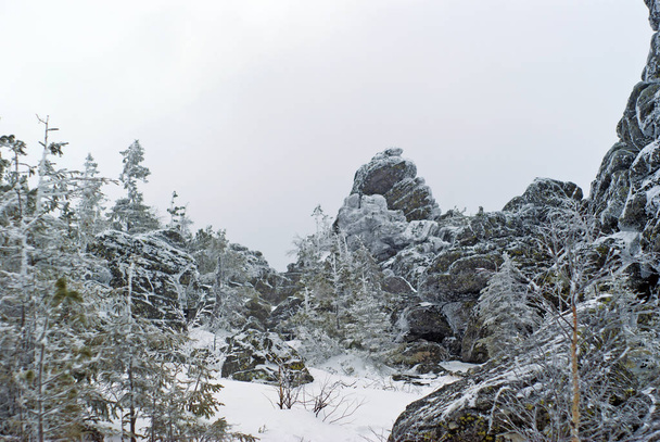 Glade, jossa on kitukasvuisia puita jäisten kivien välissä vuoren huipulla pilvisenä talvipäivänä
 - Valokuva, kuva