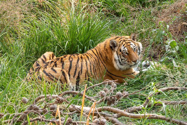 Самый крупный вид кошачьих - тигр Panthera Firis
 - Фото, изображение
