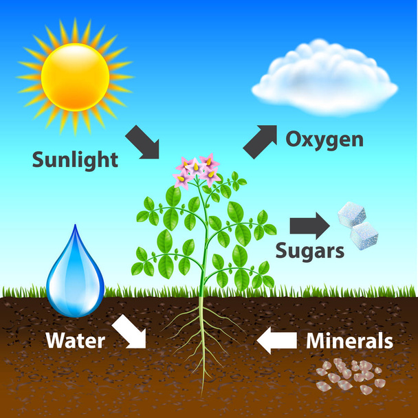 Photosynthesis diagram vector background photo-realistic illustration - ベクター画像