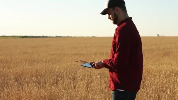 Smart farming using modern technologies in agriculture. Agronomist farmer holds digital touch tablet computer display in wheat field using augmented reality apps and internet, taking, photos of ears - Footage, Video