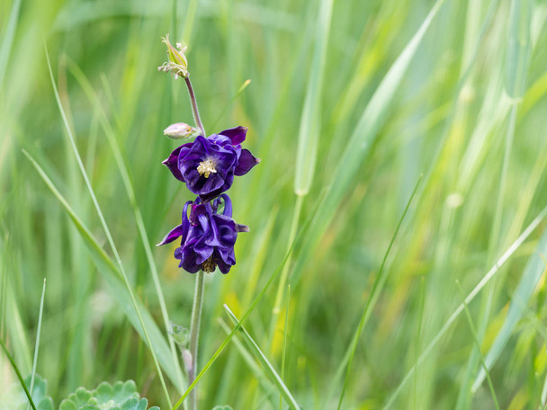 Kaunis tumma violetti Aquilegia kukka kukkii kevätniityllä
 - Valokuva, kuva