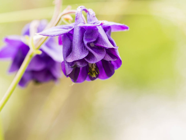 Beautiful dark violet Aquilegia flower blooming on a spring meadow - Photo, Image
