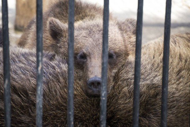 petit ours moelleux mignon avec un regard triste derrière les barres métalliques
  - Photo, image