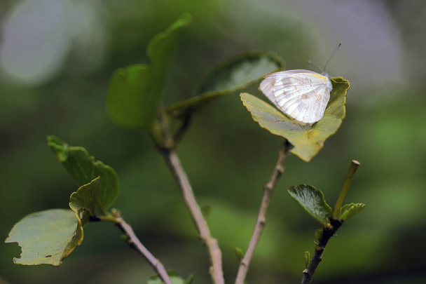 бабочка на листочке  - Фото, изображение